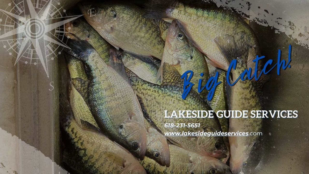 crappie on a guided Rend Lake fishing trip