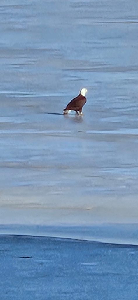 Bald eagle standing on a stump surrounded by water on Rend Lake