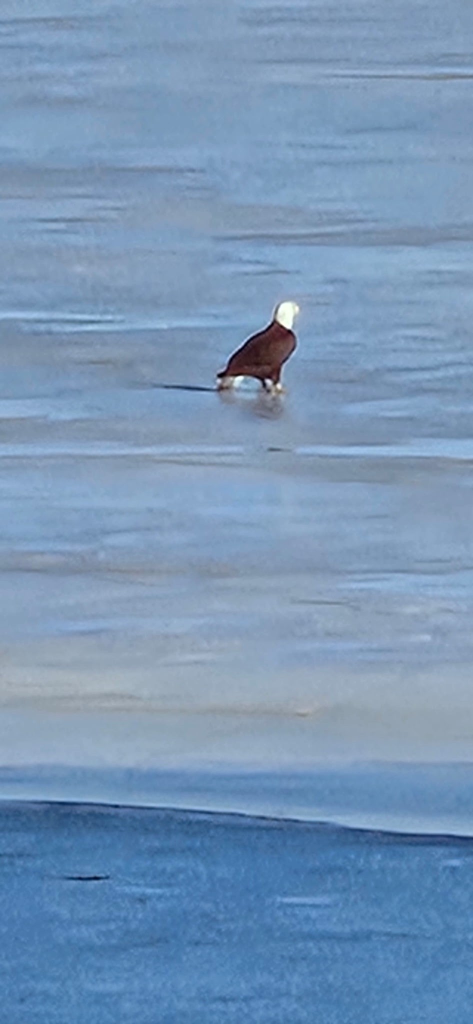 Bald eagle standing on a stump surrounded by water on Rend Lake