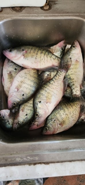 Fresh crappie catch from a fishing trip on Rend Lake