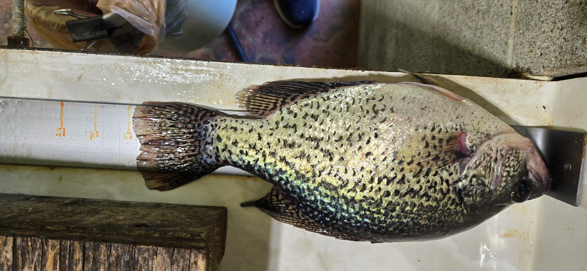 Black crappie measuring nearly 13 inches caught at Rend Lake